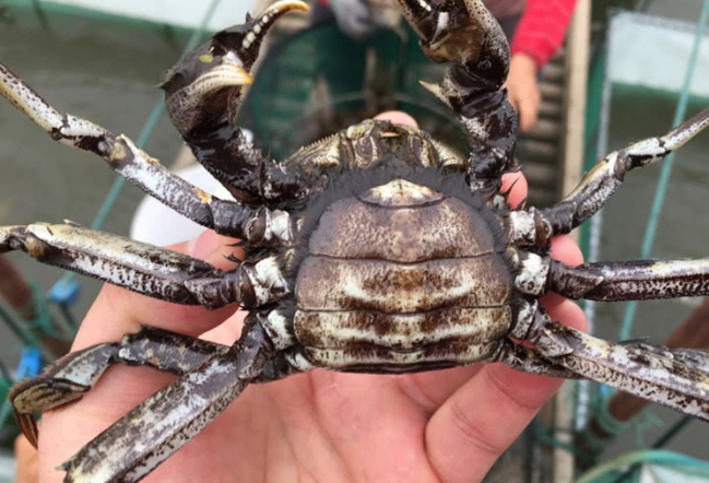 新疆"天山雪蟹"为何价钱这么高,看看雪蟹生活的环境,一尘不染__财经