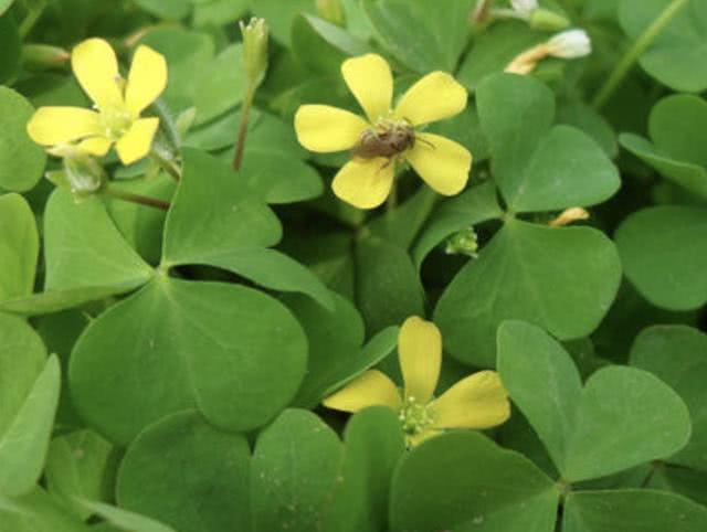 河岸上,有1种值钱的"野草",被称为"三叶酸",好看,珍贵!__财经头条