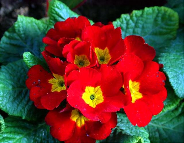 春天最美盆栽报春花,掌握3个"开花诀窍",花朵艳丽,开到5月