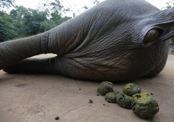 村民在成堆粪便中挑拣"人间美味",价格高昂被众多成功人士喜爱