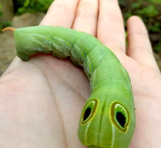 环卫大妈捉住一只虫要扔掉,女孩阻止:这不是糖宝嘛!