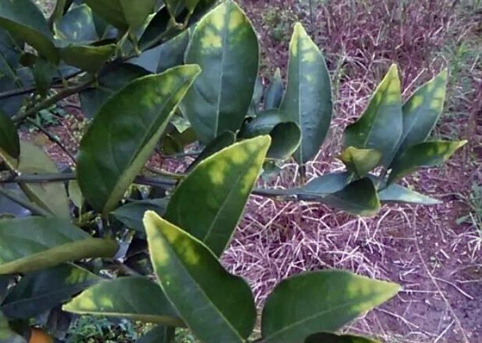 柑橘缺钾一般在老叶先出现症状,老叶叶尖褪绿发黄卷叶,随着缺钾状况的