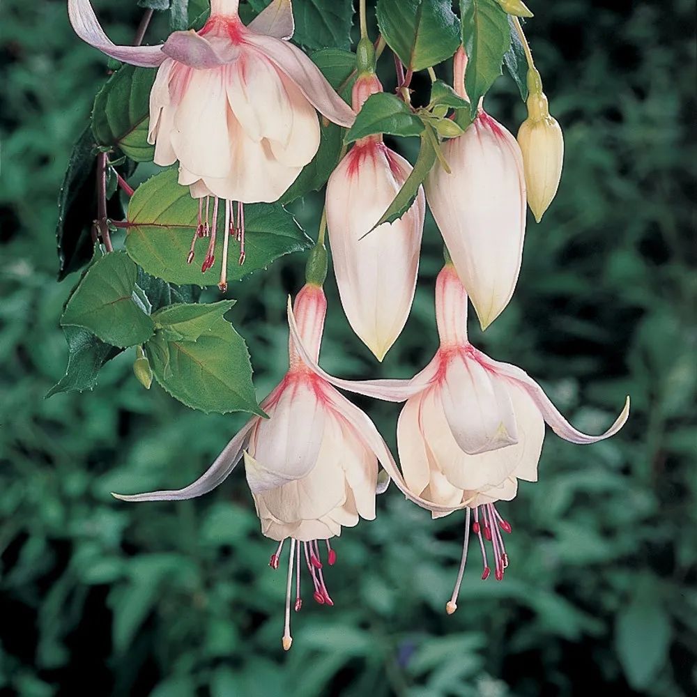 养倒挂金钟盆栽这几个问题不解决植株容易萎蔫花谢后难再开花