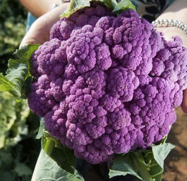 5种美味且营养高的紫色食品你知道吗