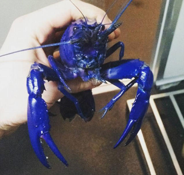 渔民海中捕捞到变异蓝色小龙虾,煮熟做成美食却不受待见!