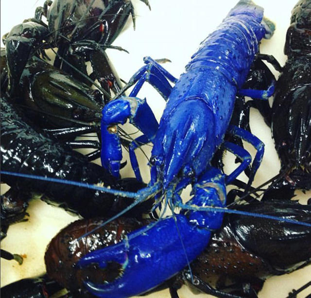 渔民海中捕捞到变异蓝色小龙虾,煮熟做成美食却不受待见!