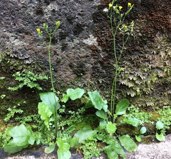 春天田间地头有一不起眼的野菜,人称"黄鹌菜",长得很像蒲公英