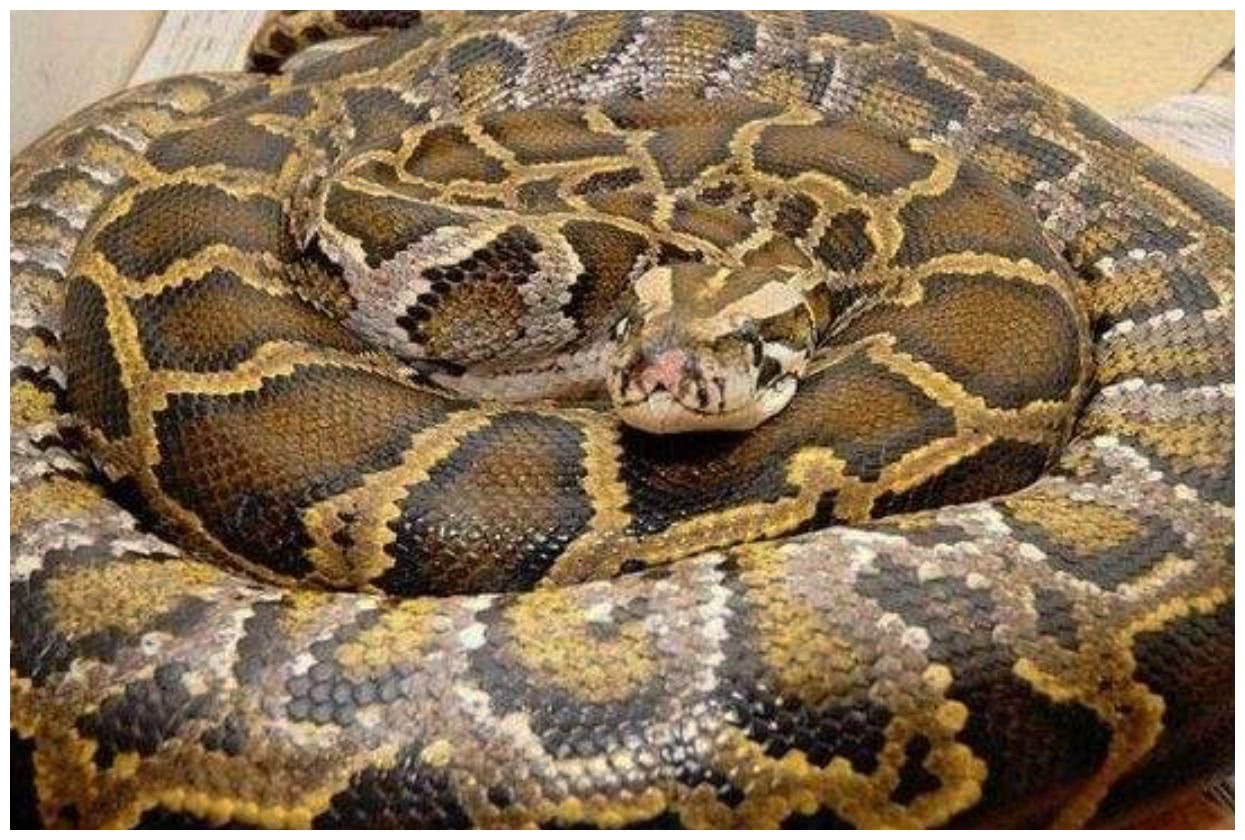 男子让大蟒蛇陪儿子玩下班后看到这幕呼吸困难