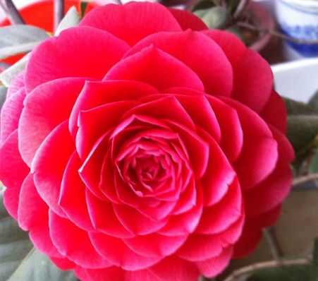 新手养花,不如养盆花中精品"六角大红",花大色艳,娇艳美丽