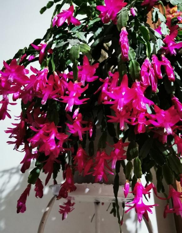 早春养蟹爪兰,学会这"3步",红花开成瀑布,花期长达200天