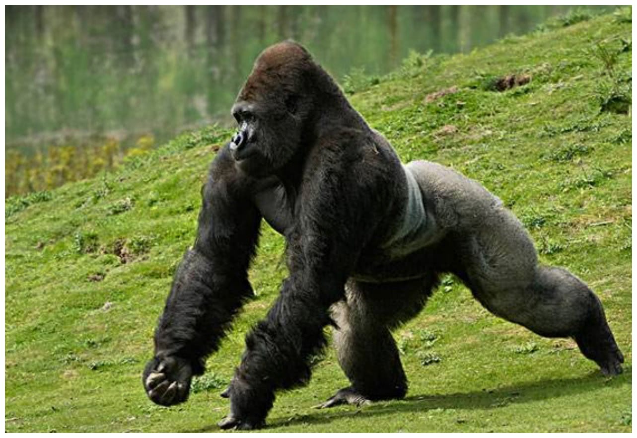 动物界的健身狂魔们:一身都是腱子肉,连鱼都是硬汉级别|大猩猩|肌肉