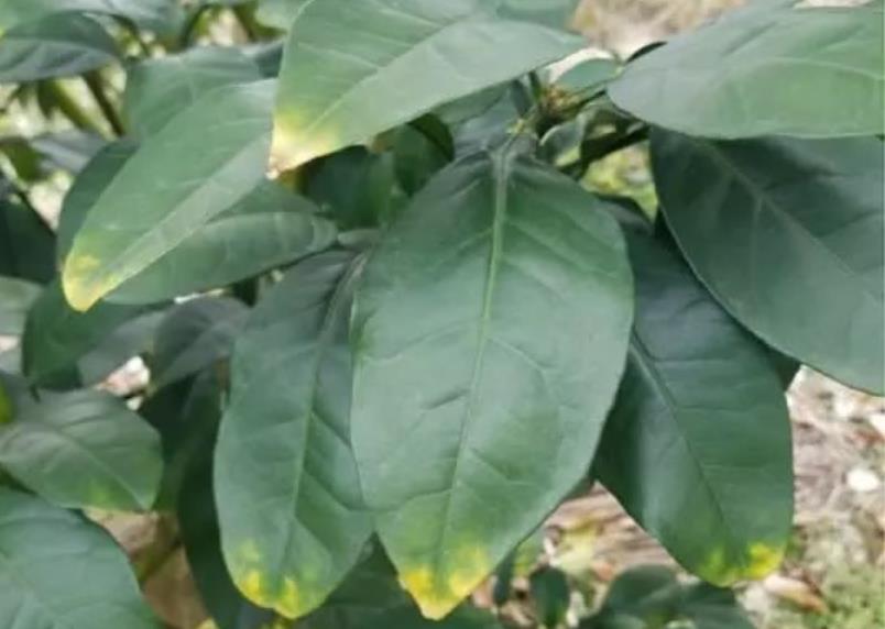 柑橘树缺钾黄化严重,补充大量钾肥后,为什么还是不能复绿?