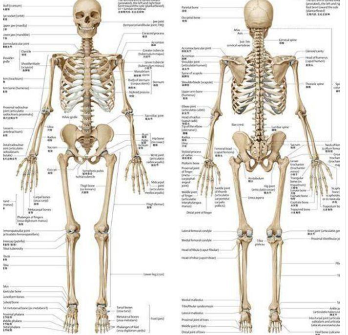 奇闻人类都源于同一祖先为何亚洲人比欧美人少两块骨头