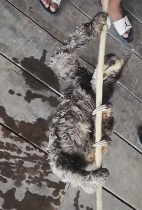 水鬼大暴雨过后爬上树枝,动作缓慢,丑得完全不像树懒