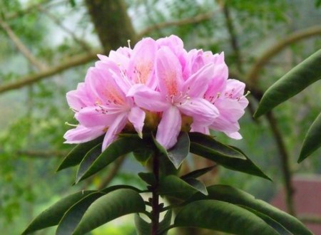 盆栽花卉鹿角杜鹃花的养护方法