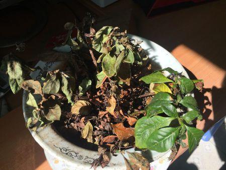 花卉长时间不打理叶子起褶萎蔫赶紧修剪及时止损几天长新枝