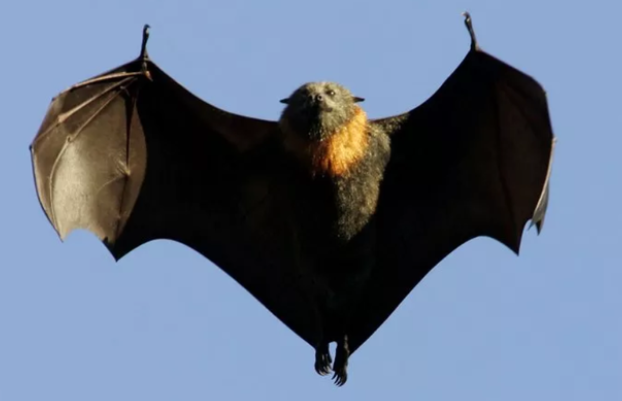澳洲山火已熄灭,却遭受蝙蝠大肆入侵,专家认为这是个惩罚