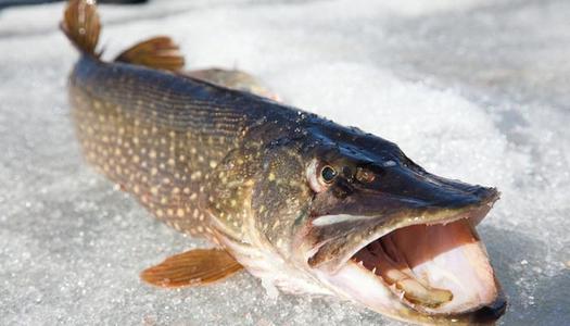 世界上"最长寿"的鱼,狗鱼最多能活200多岁,肉质也十分鲜美!