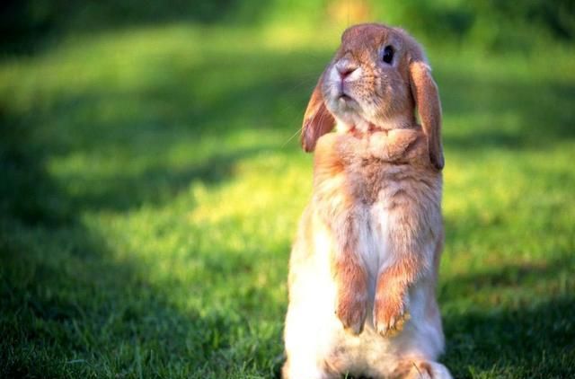 木兰诗雄兔脚扑朔雌兔眼迷离何意