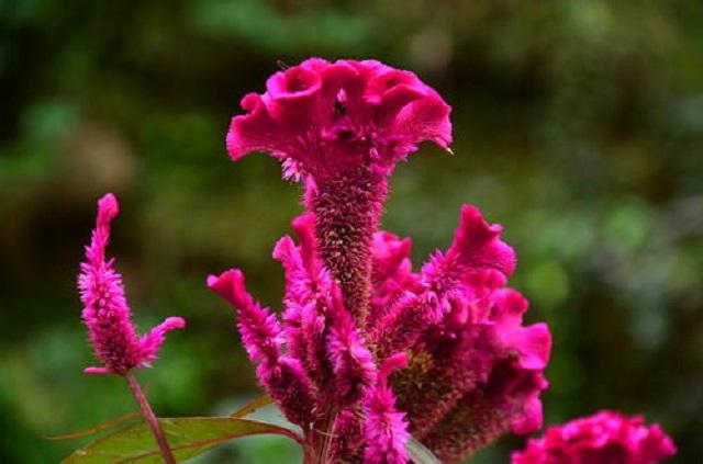 它是乡下最美野花,花色艳丽比蟹爪兰美,还是实用中草药,超珍贵|鸡冠花