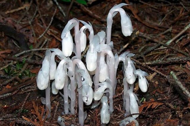 大叔山中发现"幽冥花",拍照询问却无人识,县里专家看后激动了