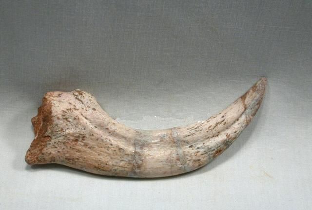 棘龙是不是战斗力最强的恐龙