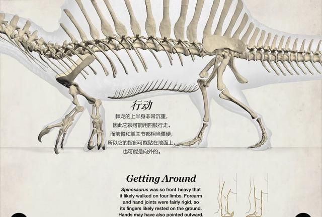 棘龙是不是战斗力最强的恐龙