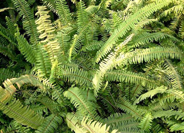 这种野草神农氏称为"猴姜",农村树上很多,晒干后一斤6元