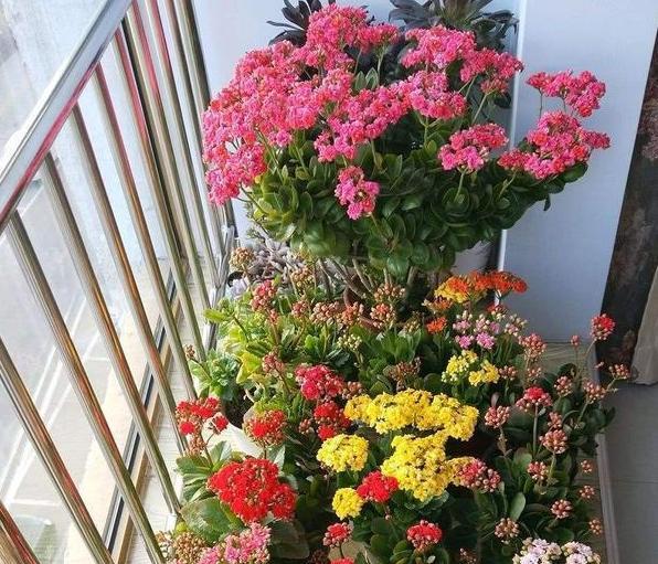 老桩长寿花开花数量变少怎么办