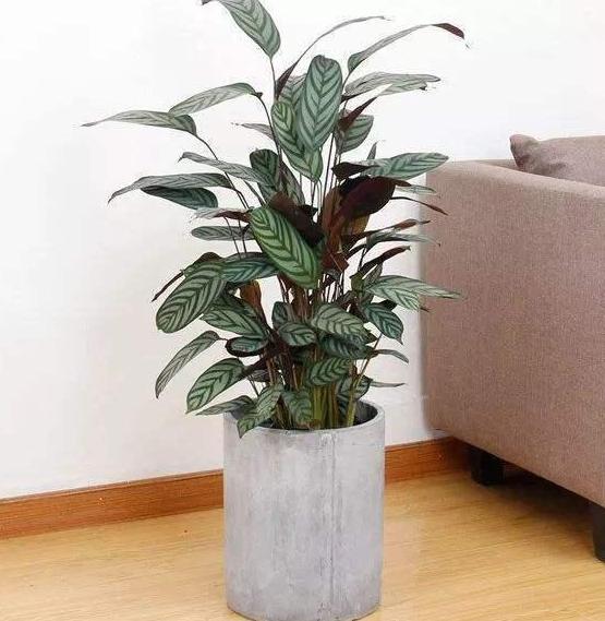 植物生长离不开太阳这4款耐阴花怕晒室内盆栽长势猛