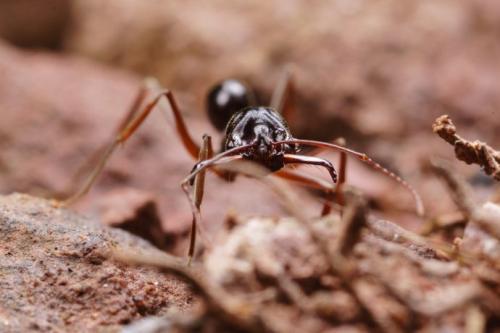 大齿猛蚁怪异之处就是他们的上颚,作为纯粹的肉食动物,上颚可是它们