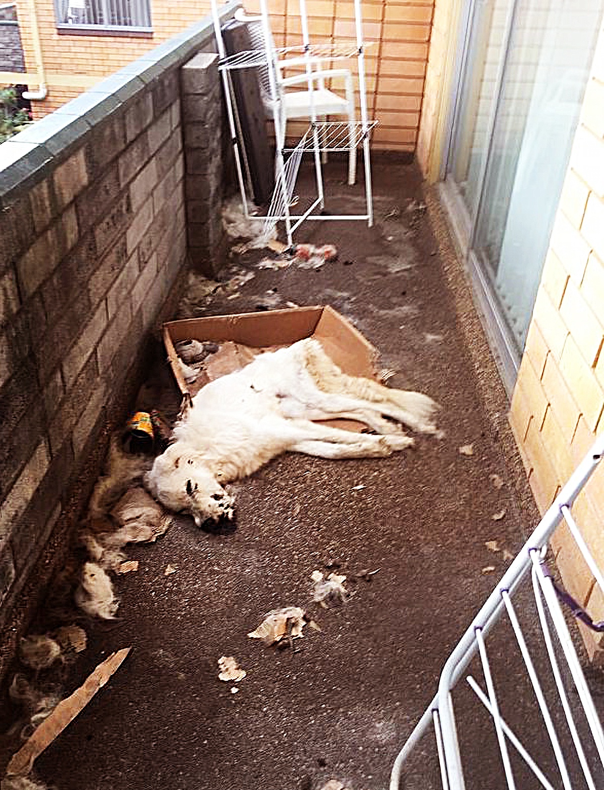 狗狗犯错后 主人的一个举动 竟让它只剩下了 绝望 与 蛆虫 麦克 狗狗 蛆虫 新浪新闻