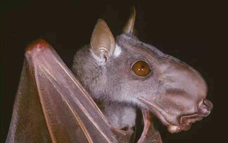非洲最大蝙蝠长着一张马脸形象比异形电影还吓人