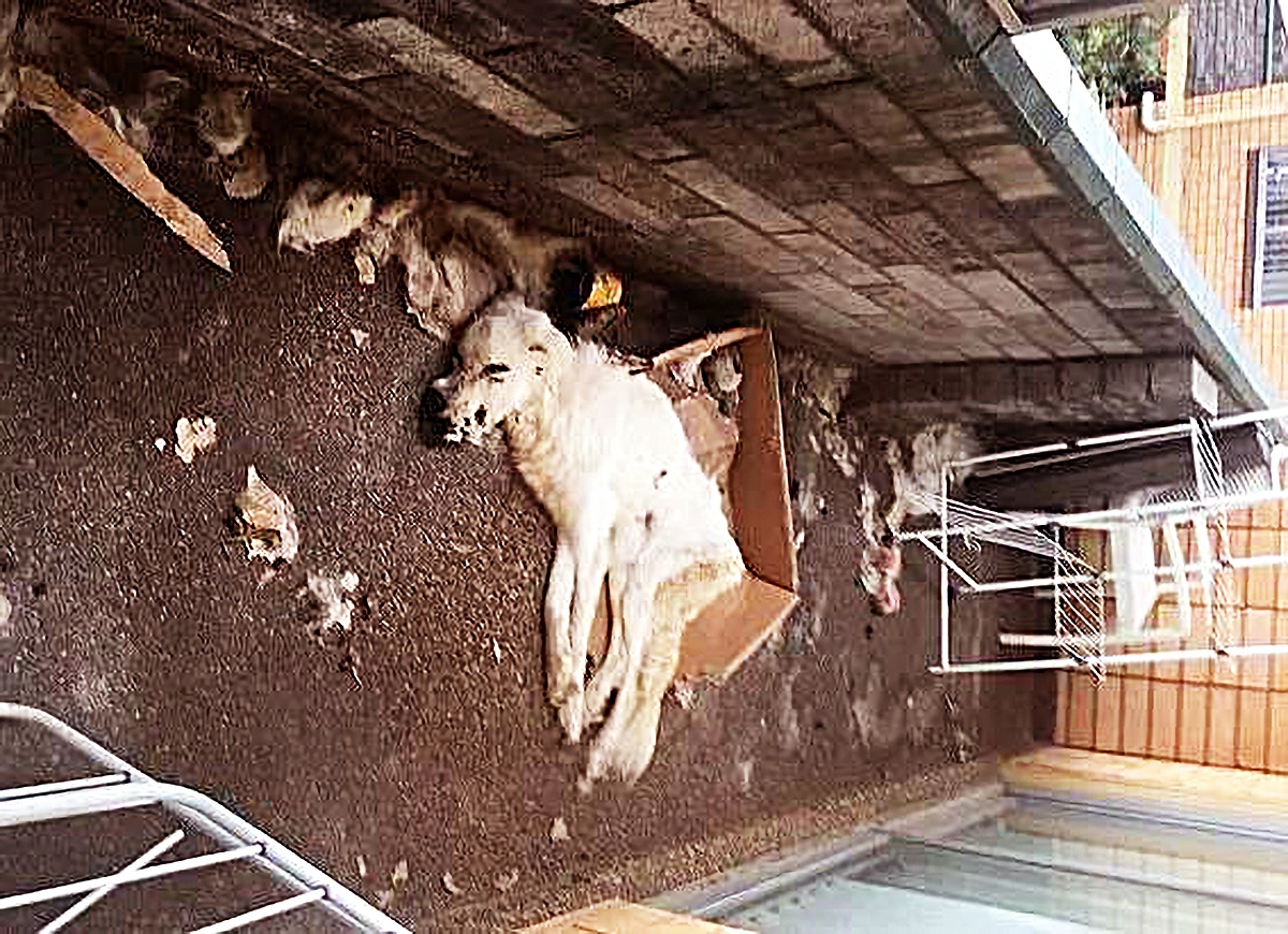 狗狗犯错后 主人的一个举动 竟让它只剩下了 绝望 与 蛆虫 麦克 狗狗 蛆虫 新浪新闻