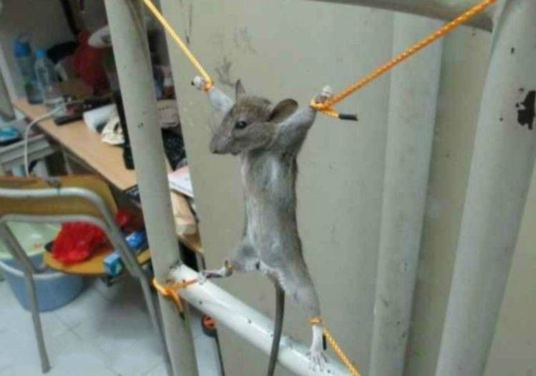 一大学生把老鼠五花大绑,跟老鼠的对话让舍友彻底笑翻!