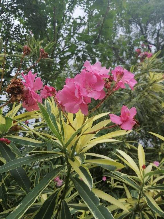 "5种"有毒花别乱养,换盆要戴手套,小心皮肤红肿|夹竹桃|有毒|虎刺梅