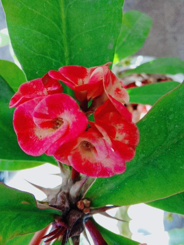 "5种"有毒花别乱养,换盆要戴手套,小心皮肤红肿