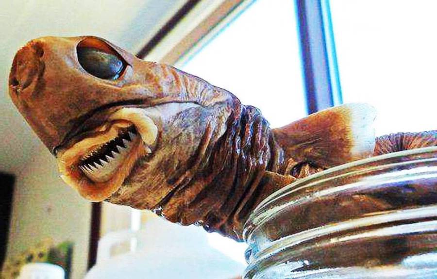 这种鲨鱼身长仅50厘米,被称为"海中平头哥"