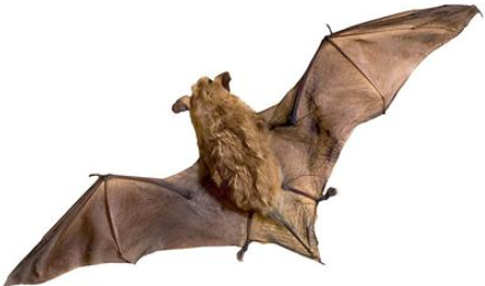 经过一番查找,专家确定该病毒的宿主是蝙蝠,果子狸等野生生物.