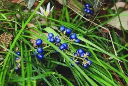 农村一种常见的珍贵植物,像"蓝葡萄",块根在城里卖80元一斤