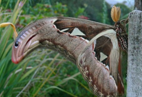 情侣野外发现三头蛇,男子转身就逃,次日女子开着豪