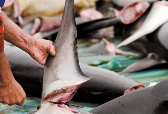 而且这个数量还在不断地增加,虽然有很多的国家已经明令禁止捕杀鲨鱼