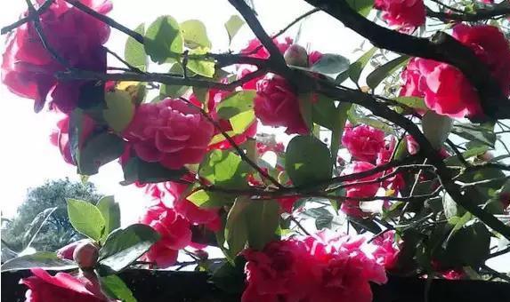 丽江玉峰寺万朵茶花的照殿红奇景你见过吗