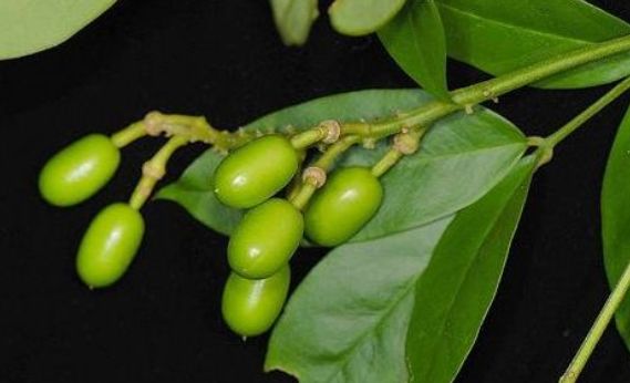 藏青果清咽利喉降低血糖农民教你种植技巧收获优质高产