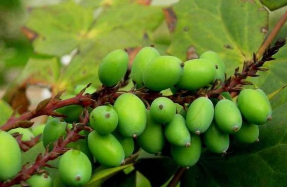 藏青果清咽利喉降低血糖农民教你种植技巧收获优质高产