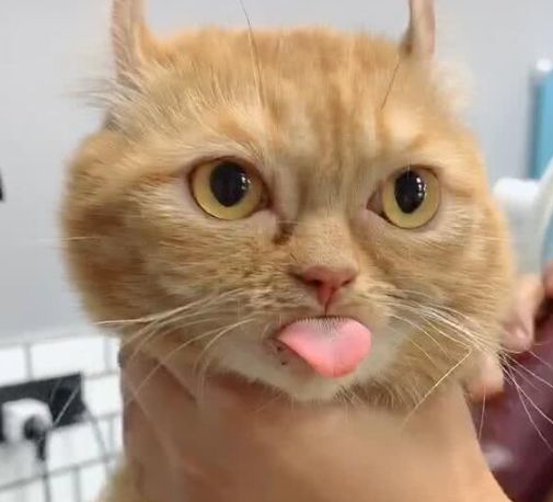 猫咪剃毛吐舌头,随时准备咬舌,网友一看笑喷
