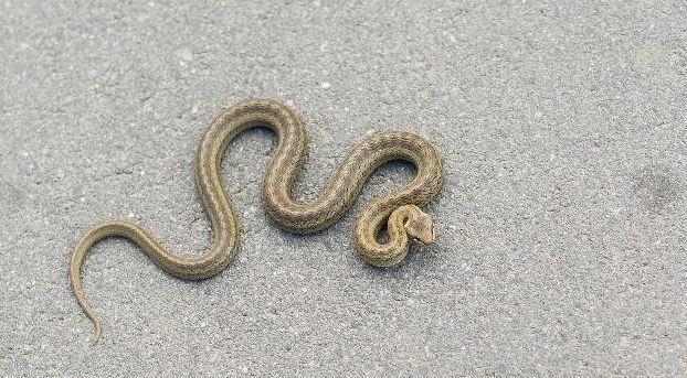 被毒蛇咬伤该如何处理, 可以用嘴吸毒液吗