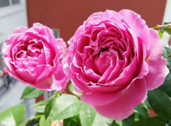 新手养花,不如养盆花中精品"金香玉",花开金碧辉煌,高贵优美