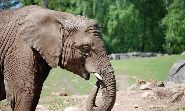 泰国野生象闯入马路,拦住过往车辆|野生动物|泰国|过往_新浪网