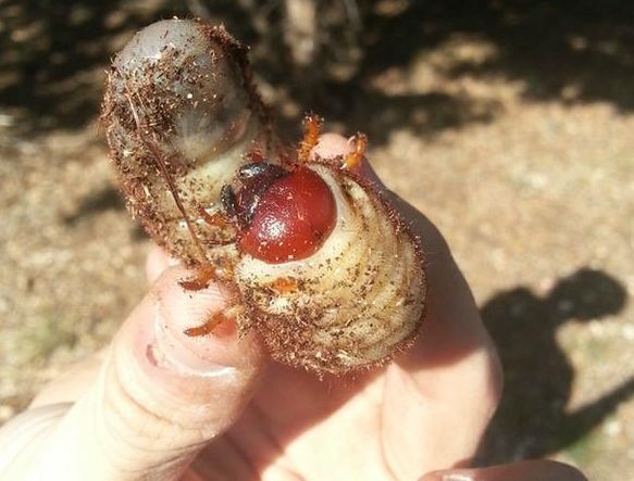 男子在家中打扫后院,结果泥土里发现的东西,让他立马停止工作!